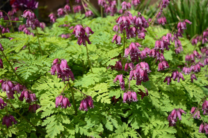 10 Bleeding Heart (Dicentra Formosa) Seeds