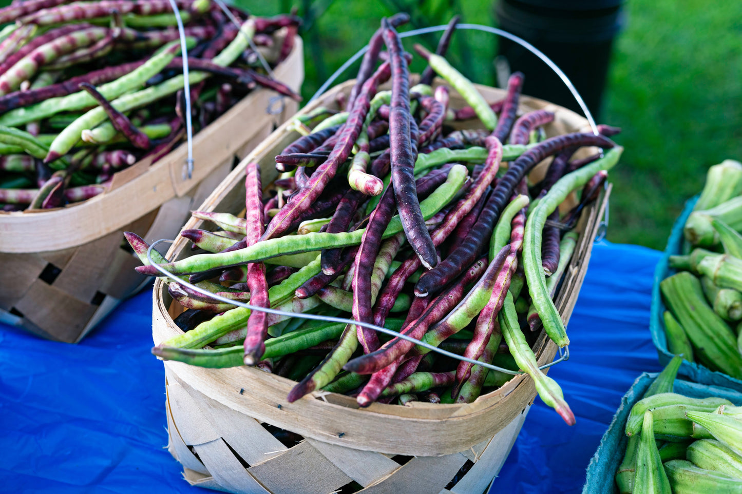 50 Purple Pinkeye Cowpea (Vigna Unguiculata) Seeds