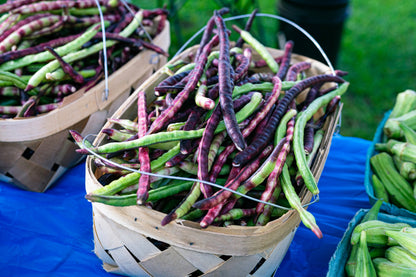 50 Purple Pinkeye Cowpea (Vigna Unguiculata) Seeds