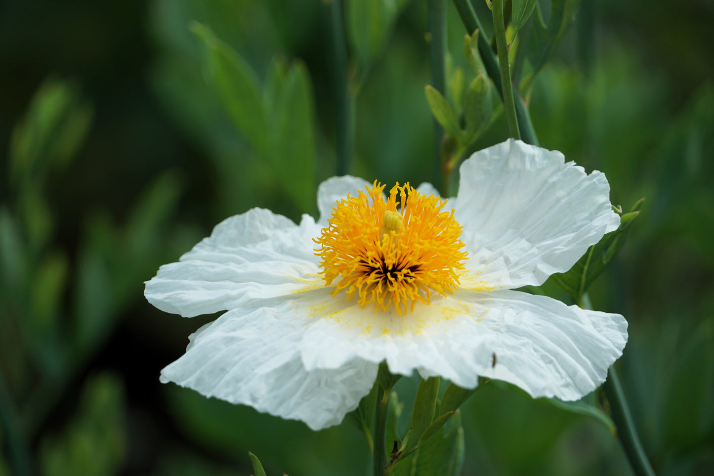 1000 White California Poppy (Eschscholzia Californica) Seeds
