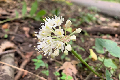 20 Ramp / Wild Leek (Allium Tricoccum) Seeds