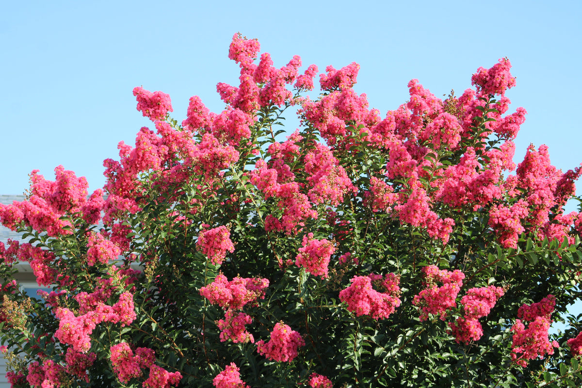 Dark Pink Crepe Myrtle (Lagerstroemia indica) Seeds – 35 ct