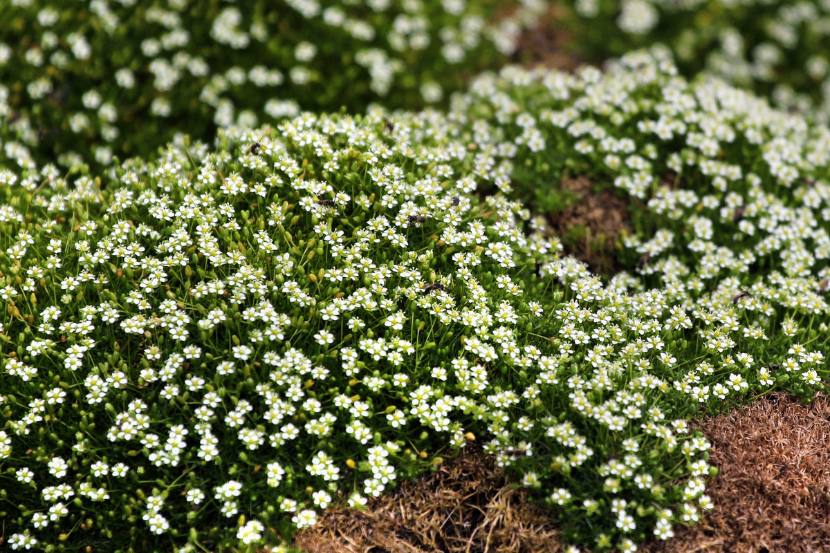 Irish Moss (Sagina subulata) Seeds – 50 ct