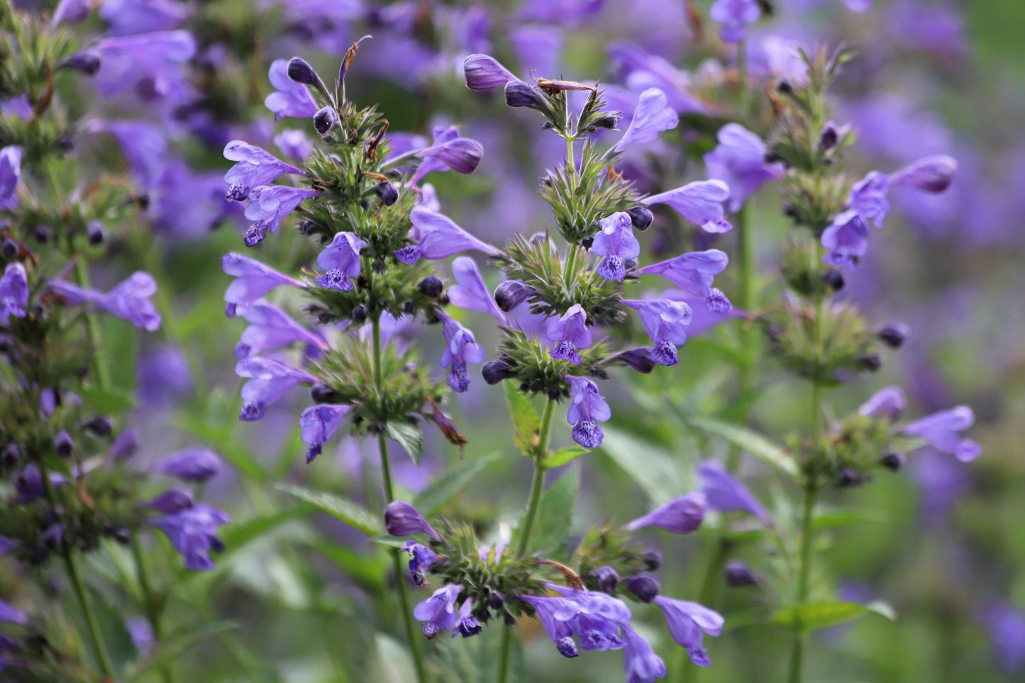 50 Purple False Dragon Head (Obedient Plant; Dracocephalum Moldavica) Seeds