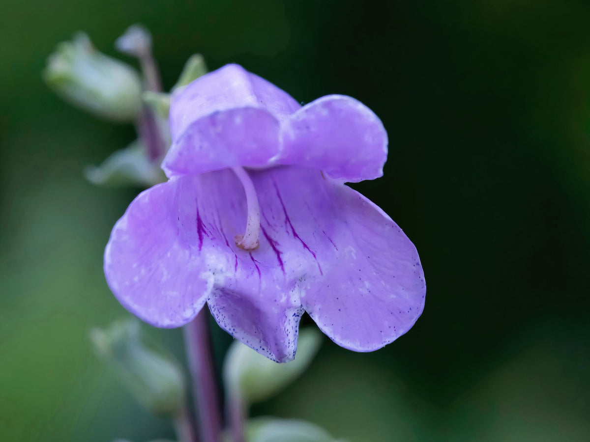 Large Flowered Beardtongue (Penstemon grandiflorus) Seeds – 250 ct