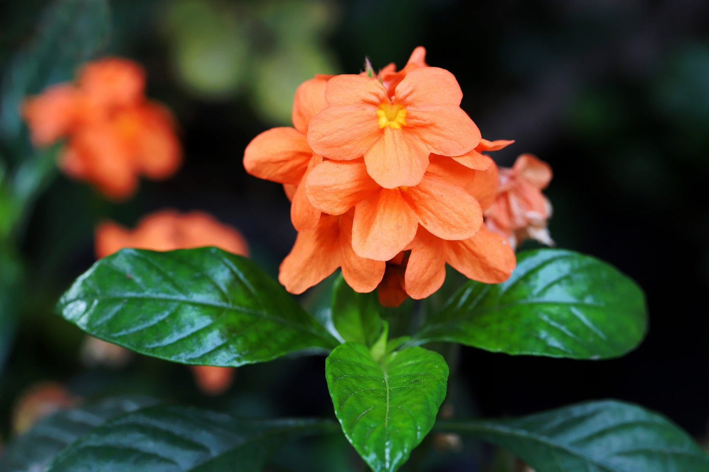 10 Orange Marmalade Crossandra (Crossando Infundibuliformis) Seeds