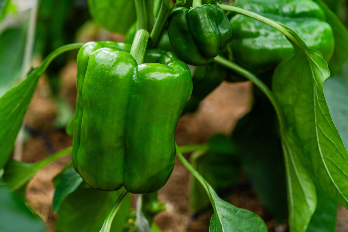 200 BIG GREEN Bell PEPPER Sweet Capsicum Annuum Vegetable Seeds