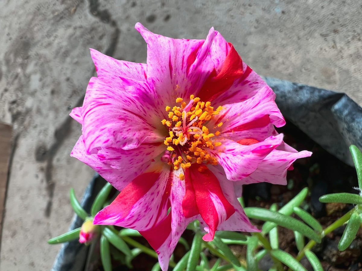 40 Sundial PEPPERMINT PORTULACA Grandiflora Moss Rose Pink Streaked Succulent Flower Seeds