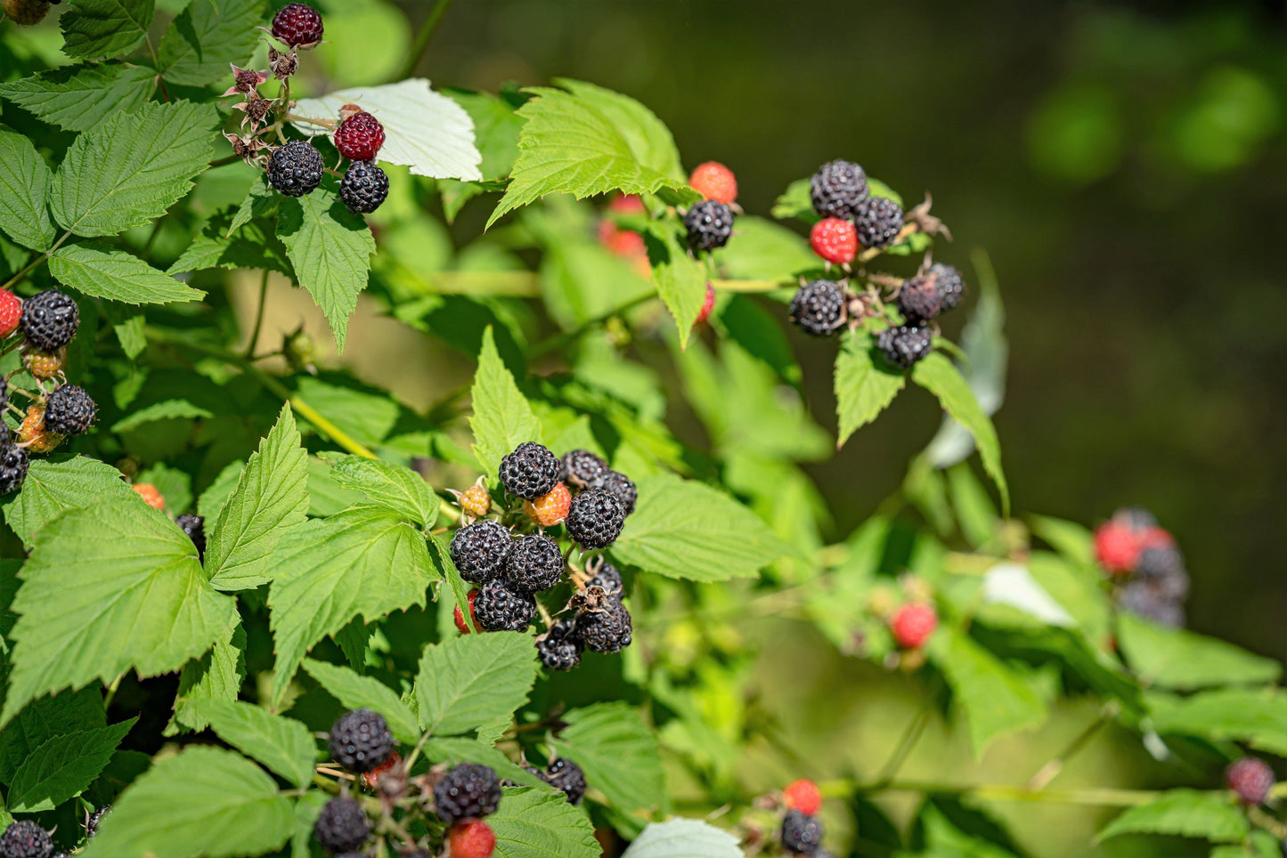 50 Black Raspberry (Rubus Leucodermis) Seeds