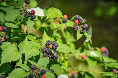 50 Black Raspberry (Rubus Leucodermis) Seeds