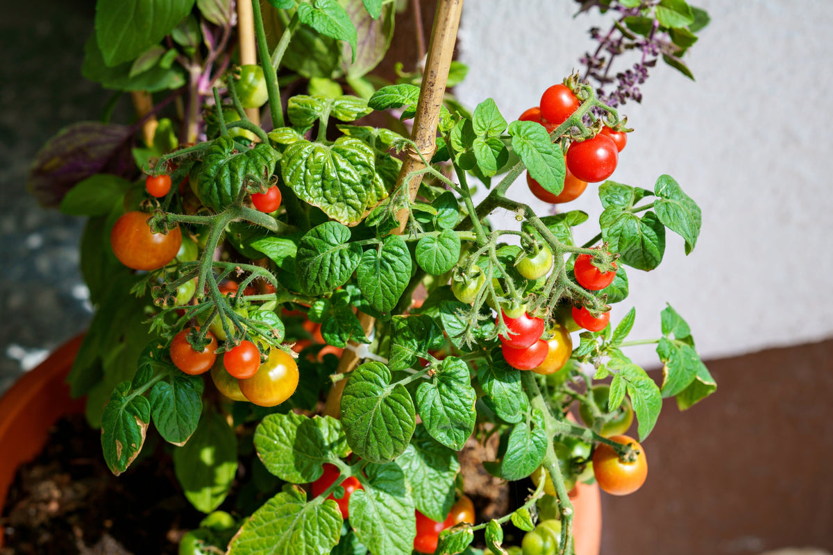 Tiny Tim Dwarf Cherry Tomato (Solanum lycopersicum) Seeds – 500 ct
