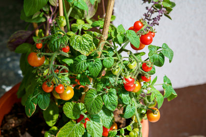Tiny Tim Dwarf Cherry Tomato (Solanum lycopersicum) Seeds – 500 ct