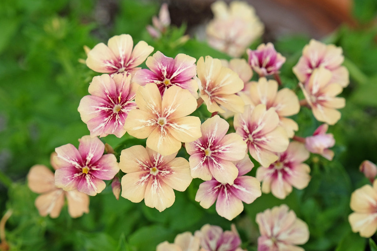 50 CHERRY CARAMEL PHLOX Drummondii Bicolor Pink Flower Seeds