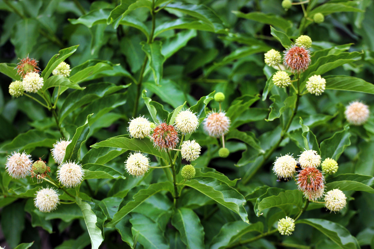 50 BUTTONBUSH / HONEYBALL Cephalanthus Occidentalis White Hummingbird Flower Bush Shrub Seeds