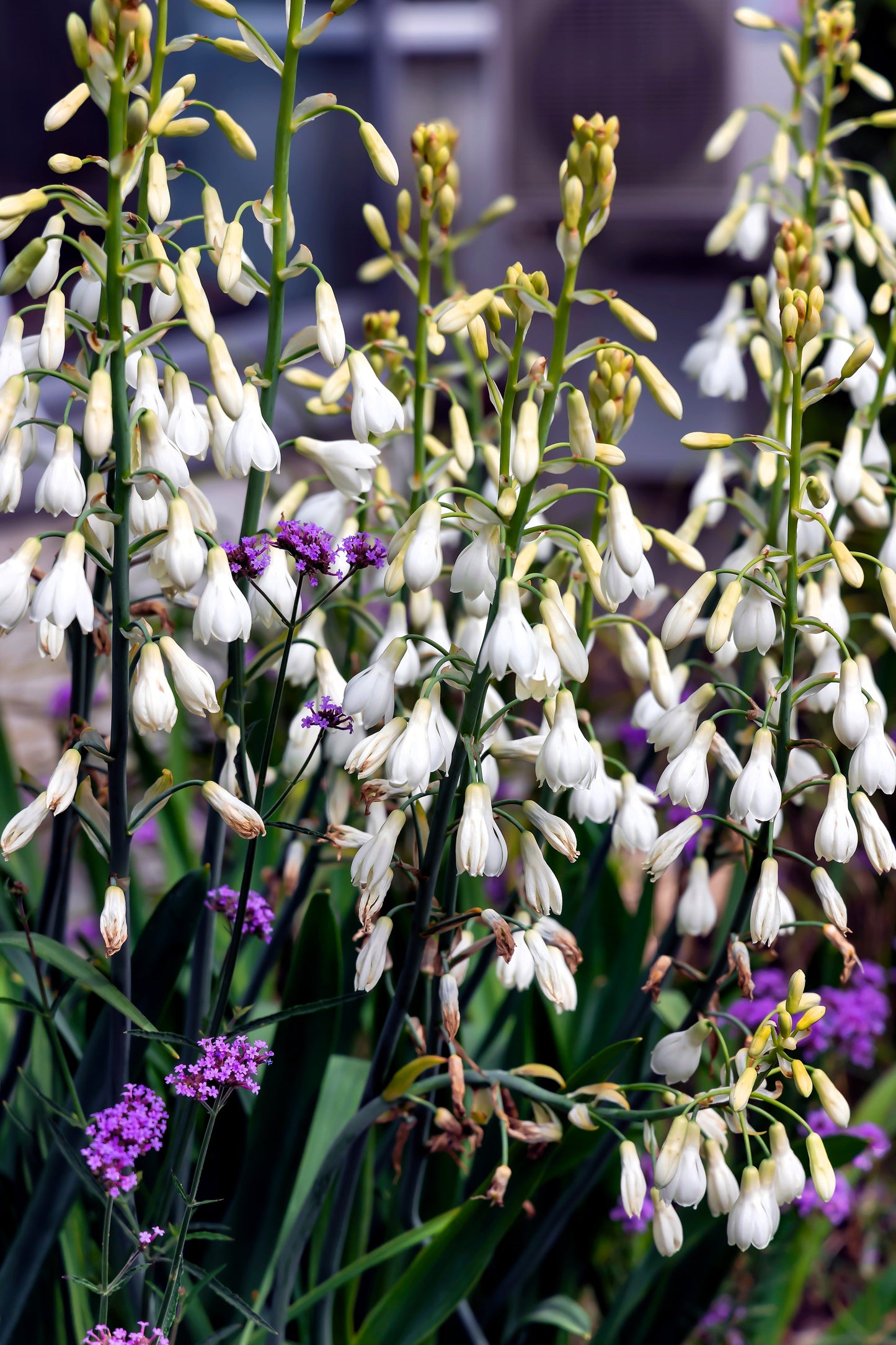 10 White African Hyacinth (Ornithogalum Candicans / Galtonia) Seeds