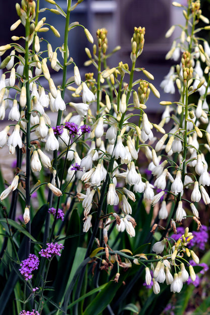 10 White African Hyacinth (Ornithogalum Candicans / Galtonia) Seeds