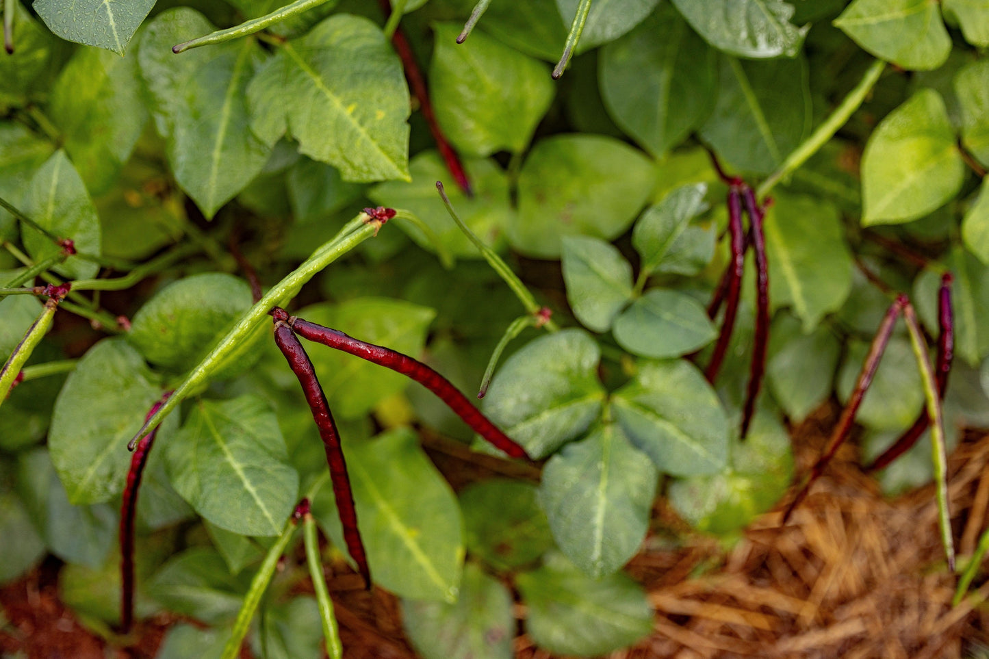 50 Purple Pinkeye Cowpea (Vigna Unguiculata) Seeds
