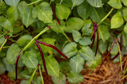 50 Purple Pinkeye Cowpea (Vigna Unguiculata) Seeds
