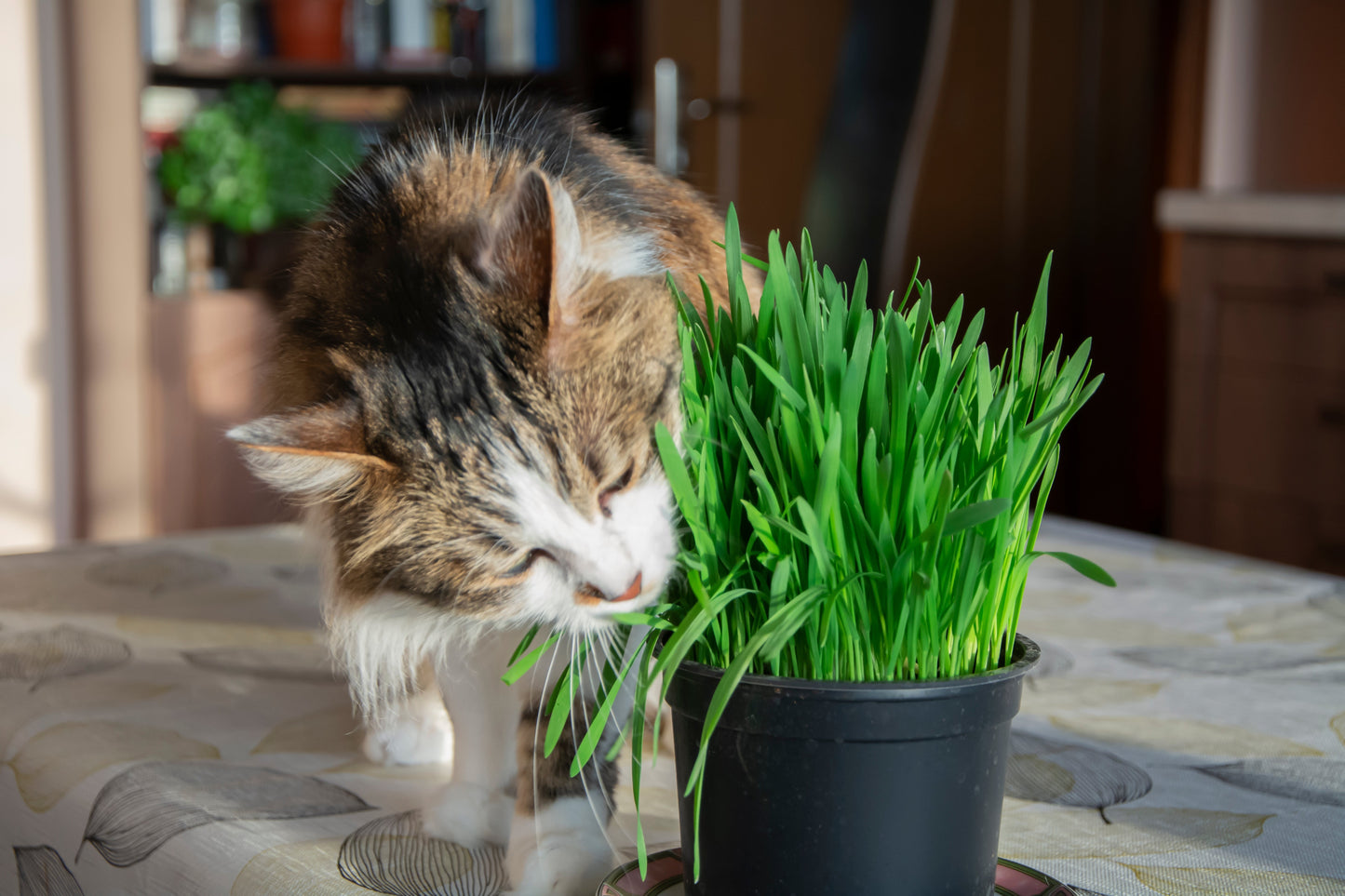 500 Cat Grass/Wheat Grass (Triticum Aestivum) Seeds