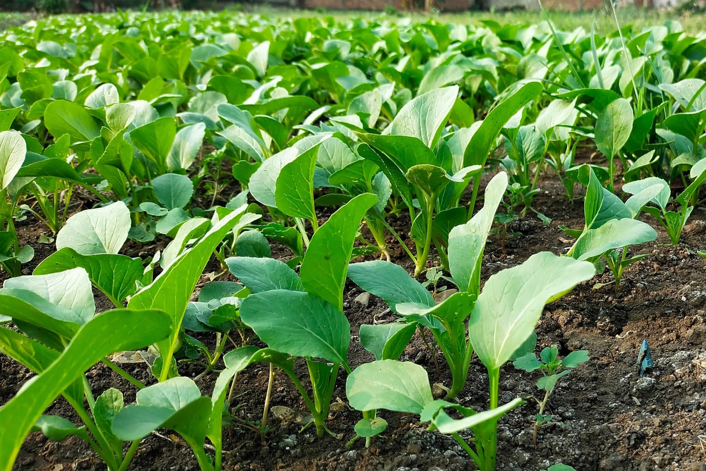 1500 Spinach Mustard Tendergreen (Brassica Rapa) Seeds