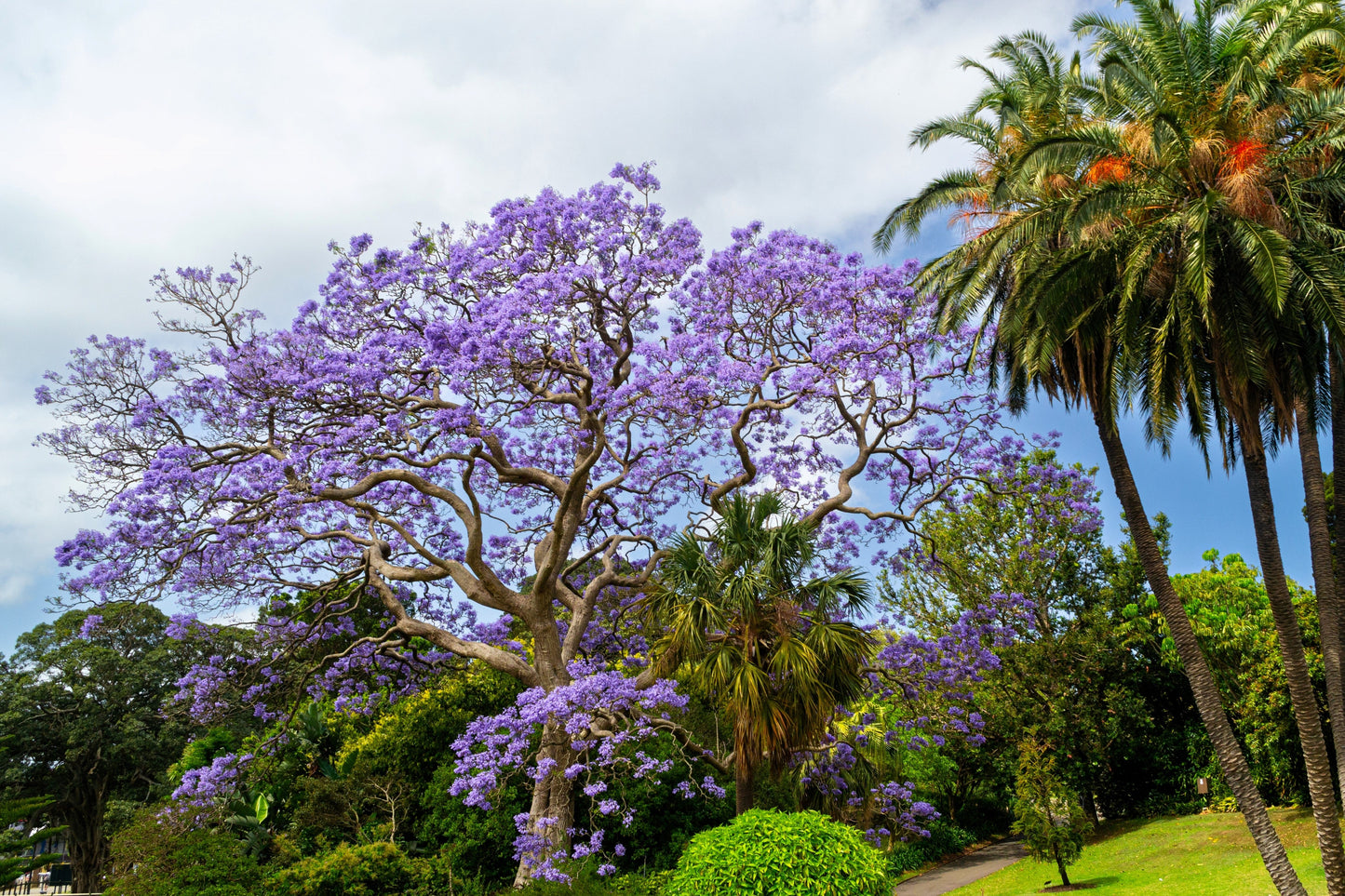 25 Blue Jacaranda Tree (Jacaranda Mimosifolia) Seeds