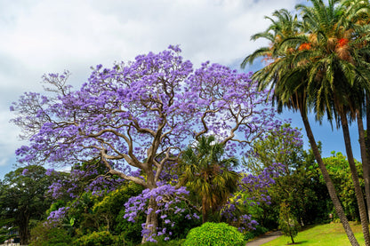 25 Blue Jacaranda Tree (Jacaranda Mimosifolia) Seeds