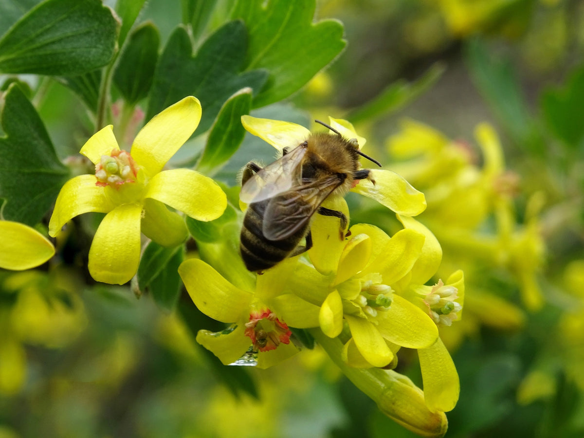 20 GOLDEN CURRANT SHRUB Black Fruit Yellow Flower Ribes Chrysobotrya Aurea Seeds