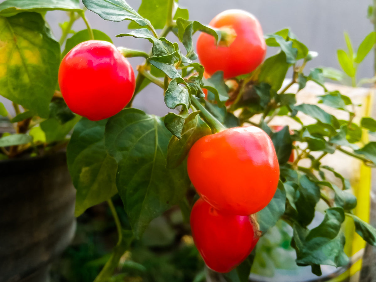 Red Cherry Hot Pepper (Capsicum annuum) Seeds – 100 ct