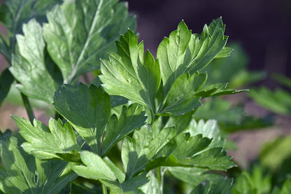 Hamburg Rooted Parsley (Petroselinum crispum var. tuberosum) Seeds – 1,000 ct