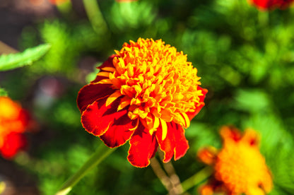 Orange Flame Dwarf French Marigold (Tagetes patula) Seeds – 250 ct