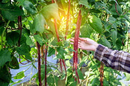 25 Red Noodle Bean (Phaseolus Vulgaris) Seeds