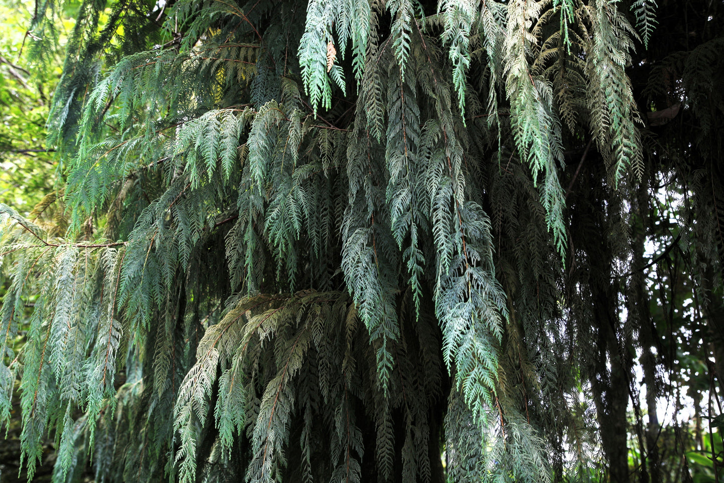 30 Weeping Cypress Tree (Cupressus Cashmeriana) Seeds