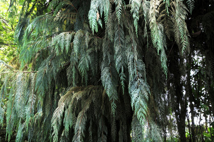 30 Weeping Cypress Tree (Cupressus Cashmeriana) Seeds