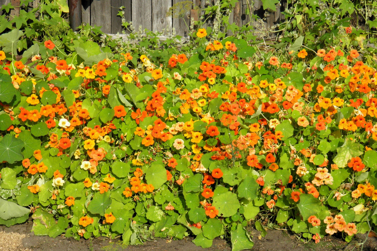 50 Mixed Colors Dwarf Jewel Nasturtium (Tropaeolum Minus) Seeds