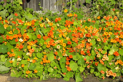 50 Mixed Colors Dwarf Jewel Nasturtium (Tropaeolum Minus) Seeds