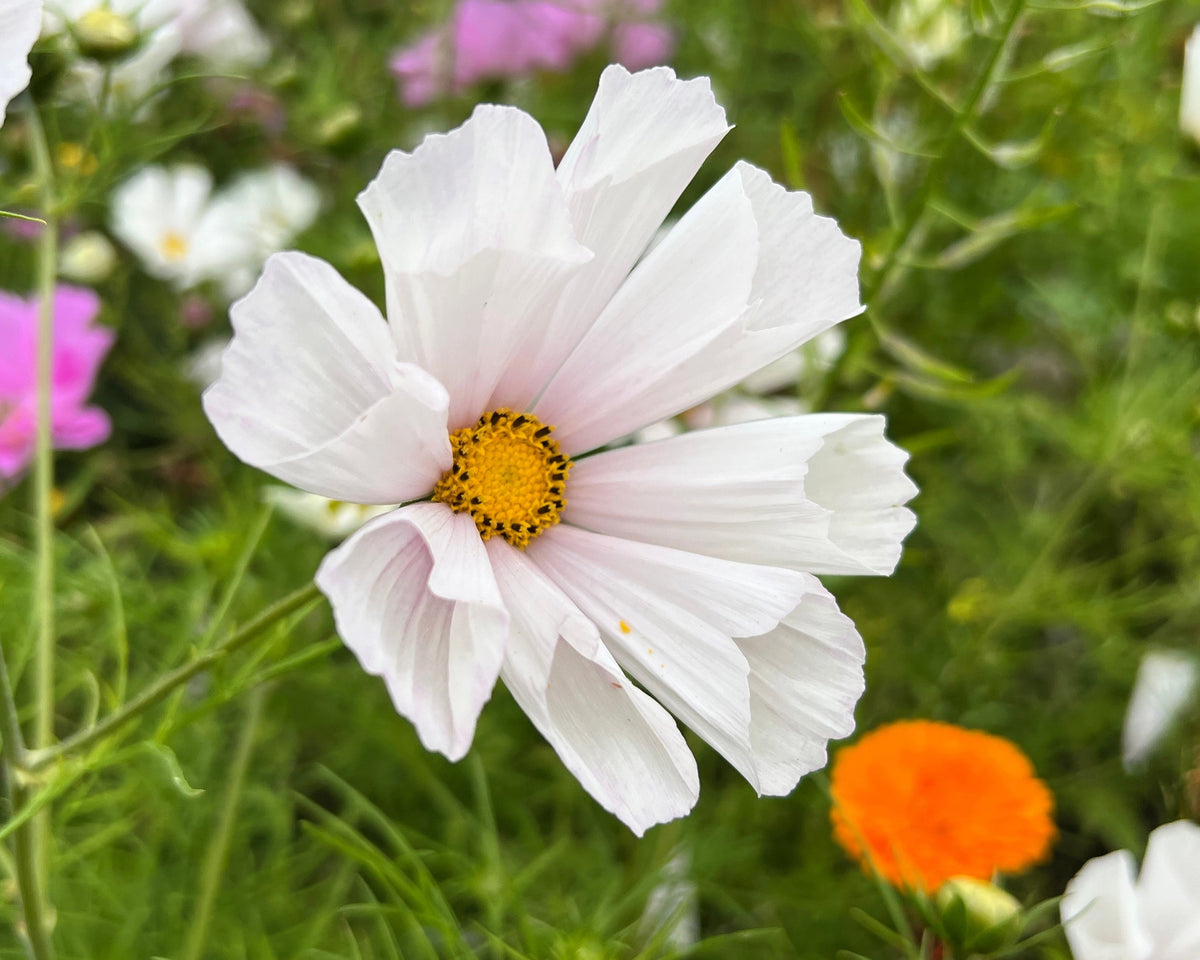 Seashells Cosmos (Cosmos bipinnatus) Seeds – 200 ct