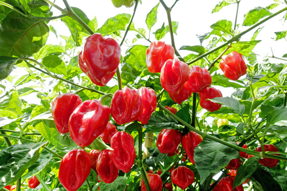 50 Red Habañero Pepper (Capsicum Chinense) Seeds