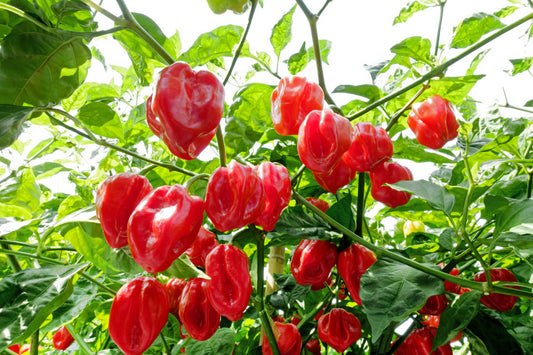 50 Red Habañero Pepper (Capsicum Chinense) Seeds