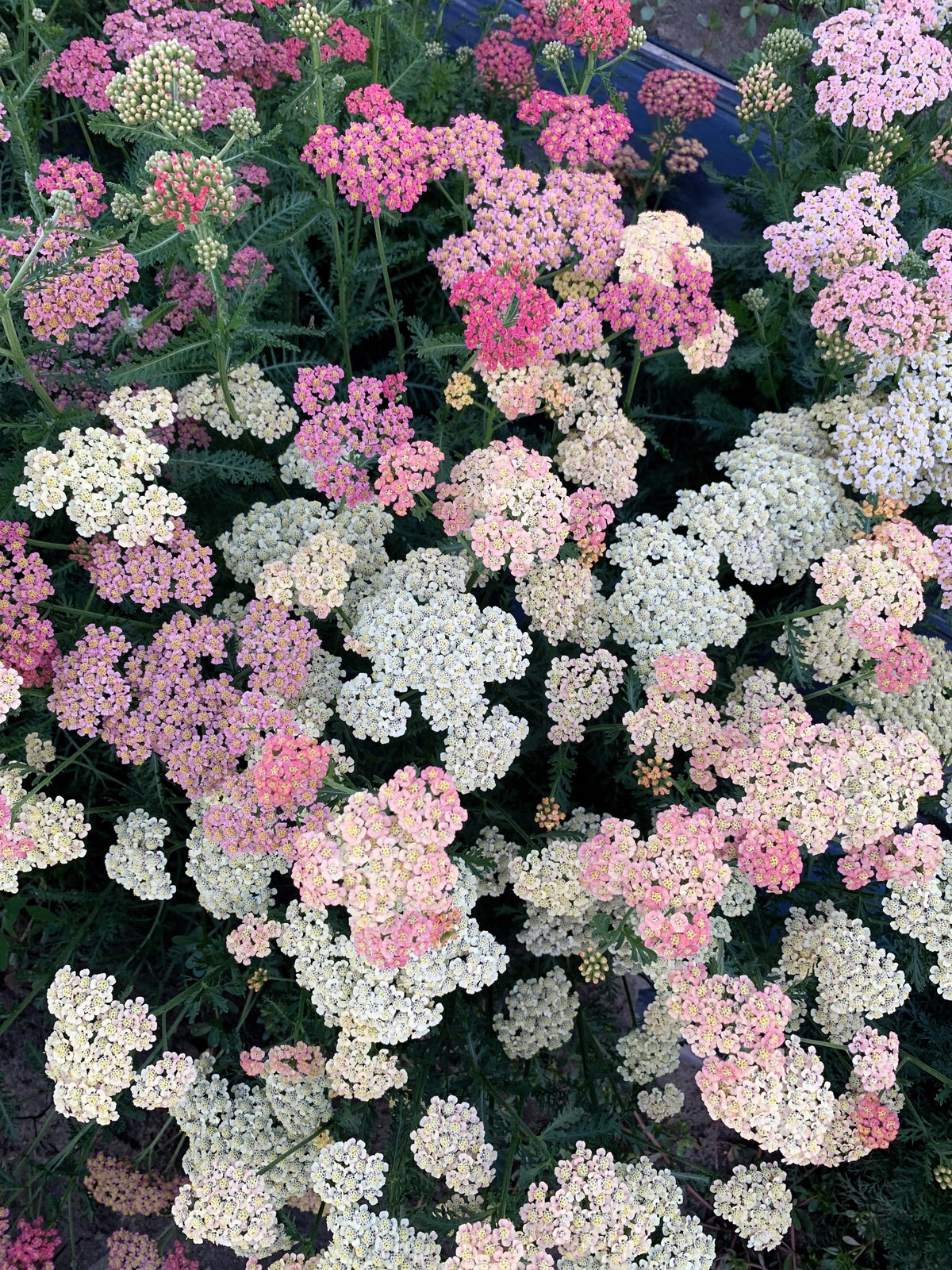 500 MIXED SUMMER YARROW Achillea Millefolium Red Pink White Gold Peach Herb Flower Seeds