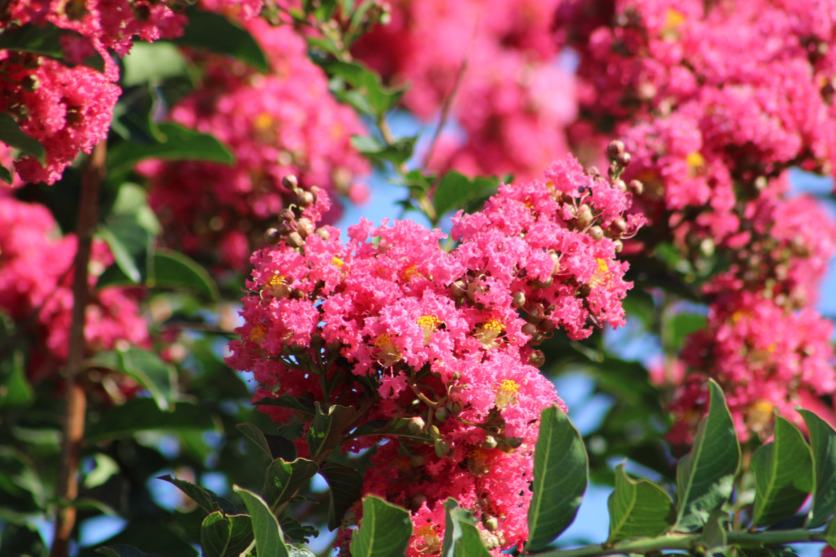 Dark Pink Crepe Myrtle (Lagerstroemia indica) Seeds – 35 ct