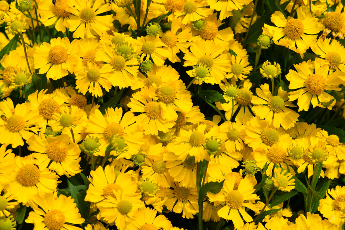 2000 AUTUMN SNEEZEWEED (Dogtooth Daisy / Helens Flower / Bittersweet) Helenium Autumnale Flower Seeds