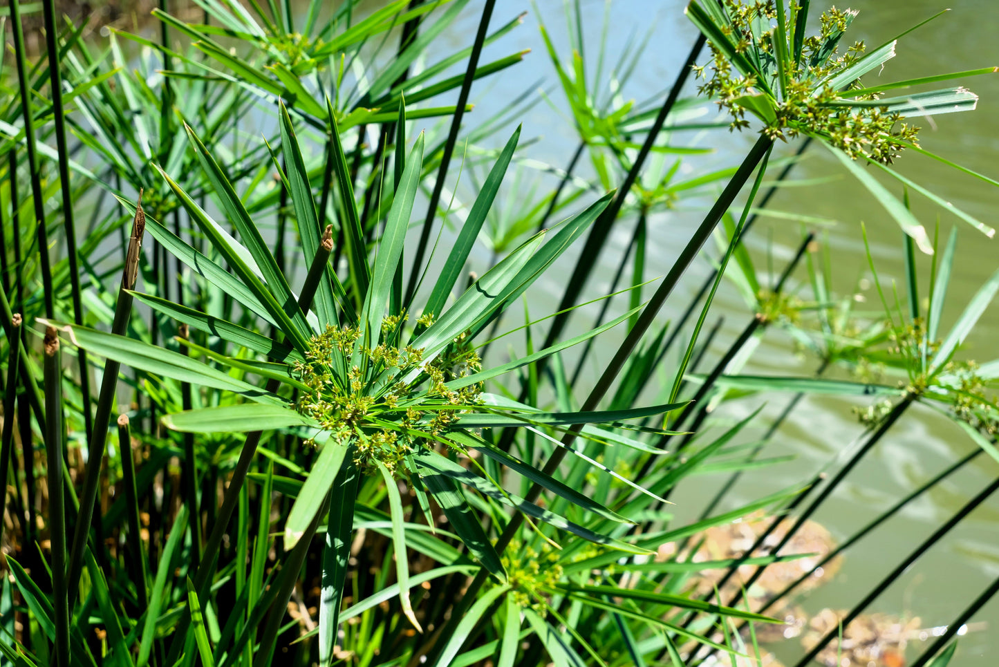 50 Umbrella Plant (Cyperus Alternifolius) Seeds
