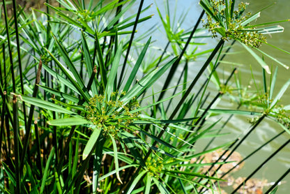 50 Umbrella Plant (Cyperus Alternifolius) Seeds