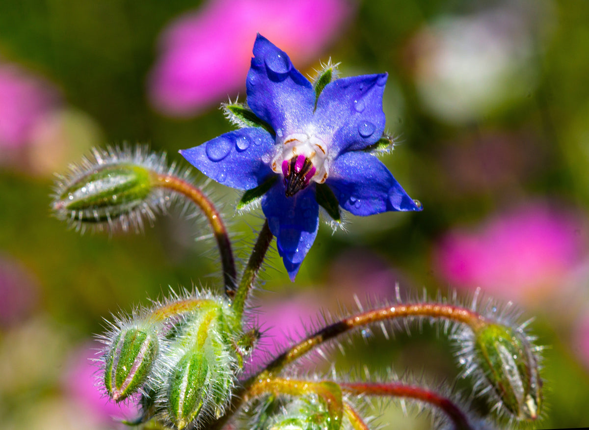 100 Blue Star BORAGE HERB Borago Officinalis Flower Seeds