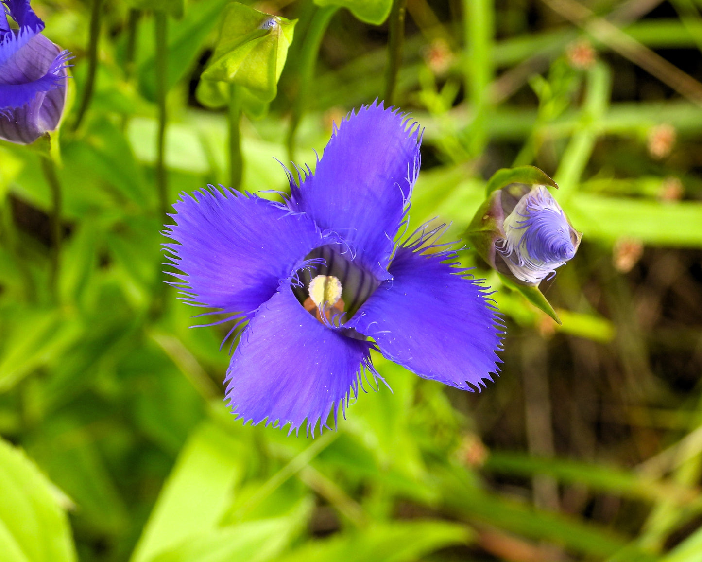 200 Fringed Gentian (Gentiana Crinita Gentianopsis) Seeds