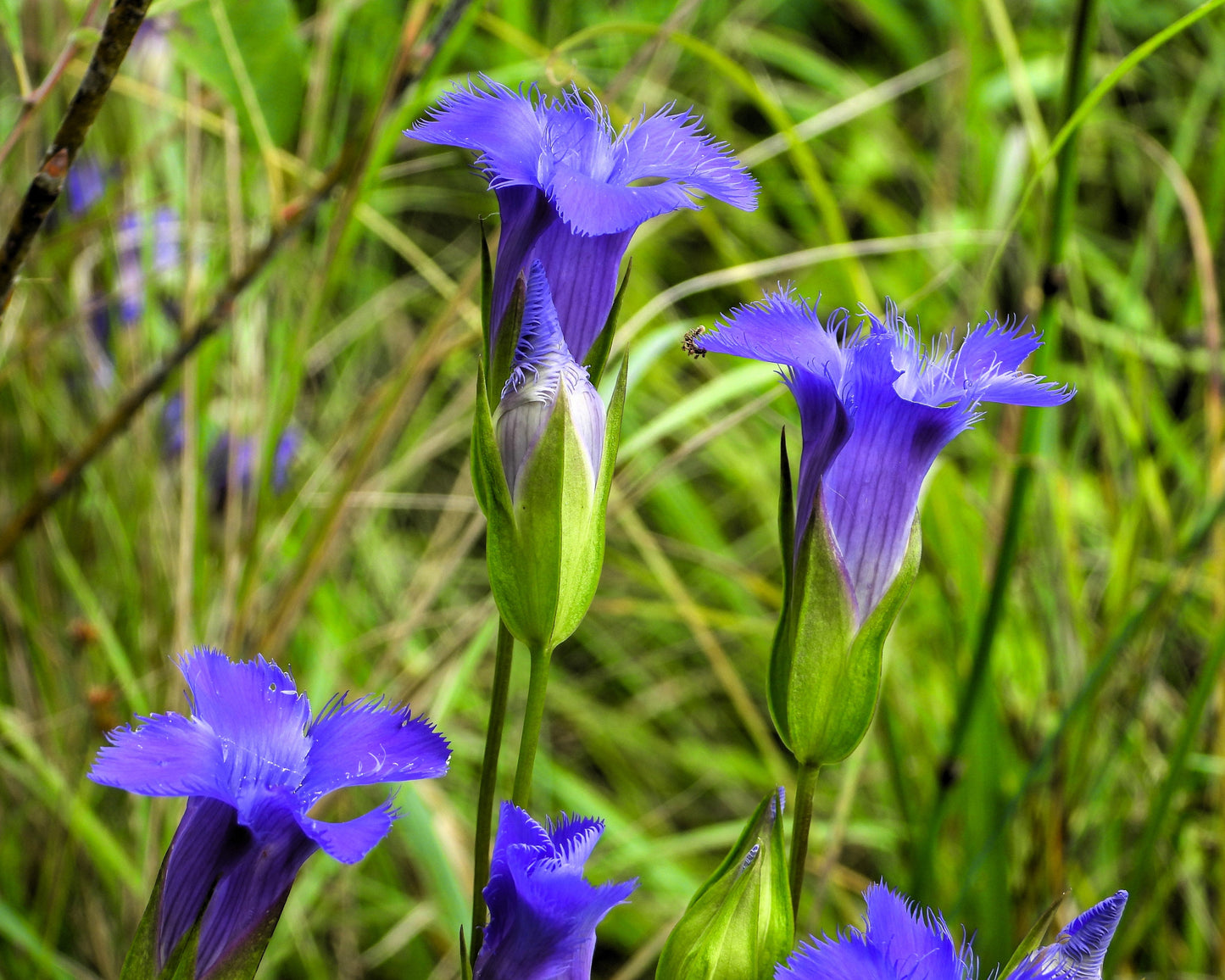 200 Fringed Gentian (Gentiana Crinita Gentianopsis) Seeds