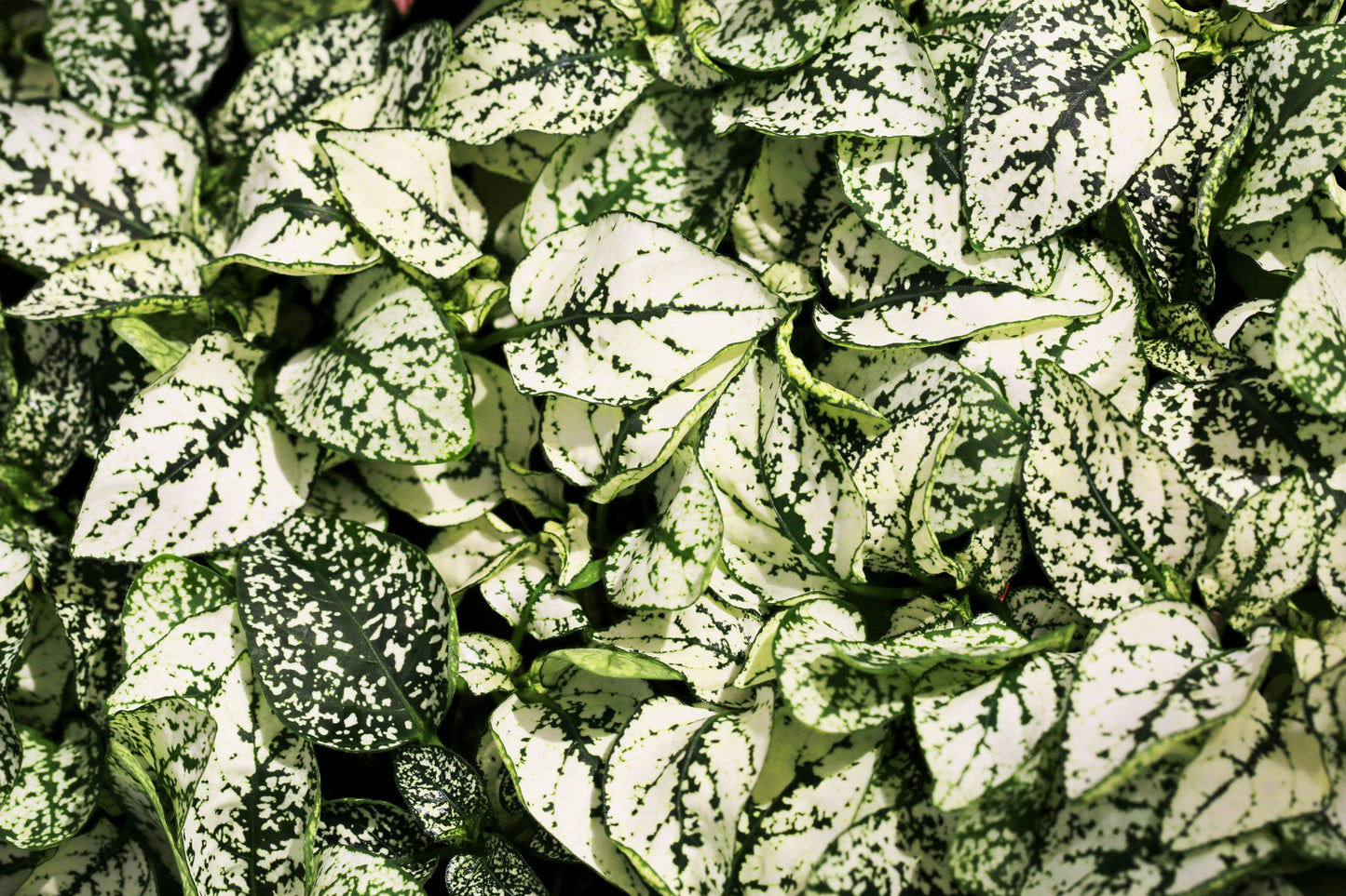 10 Dwarf White Polka Dot Plant (Hypoestes Phyllostachya) Seeds
