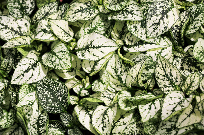 10 Dwarf White Polka Dot Plant (Hypoestes Phyllostachya) Seeds