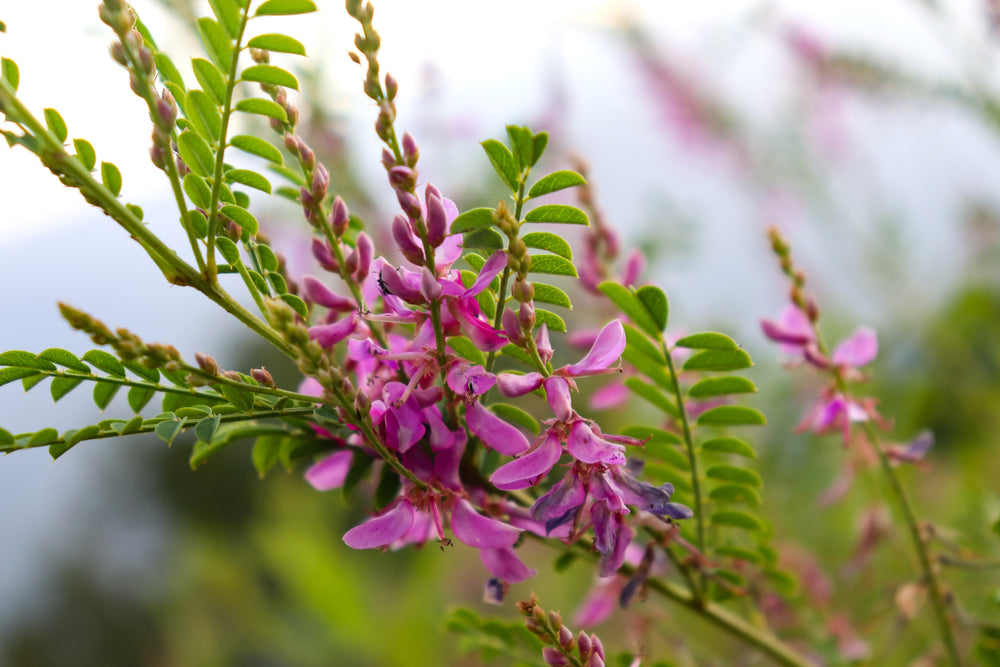 True Indigo (Indigofera tinctoria) Seeds – 50 ct
