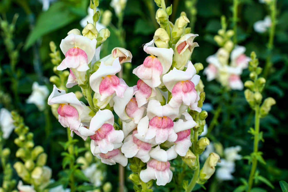 500 Apple Blossom Snapdragon( Antirrhinum Majus) Seeds